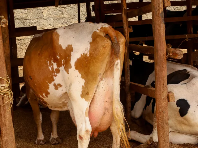 Dairy cow on a Kenyan farm