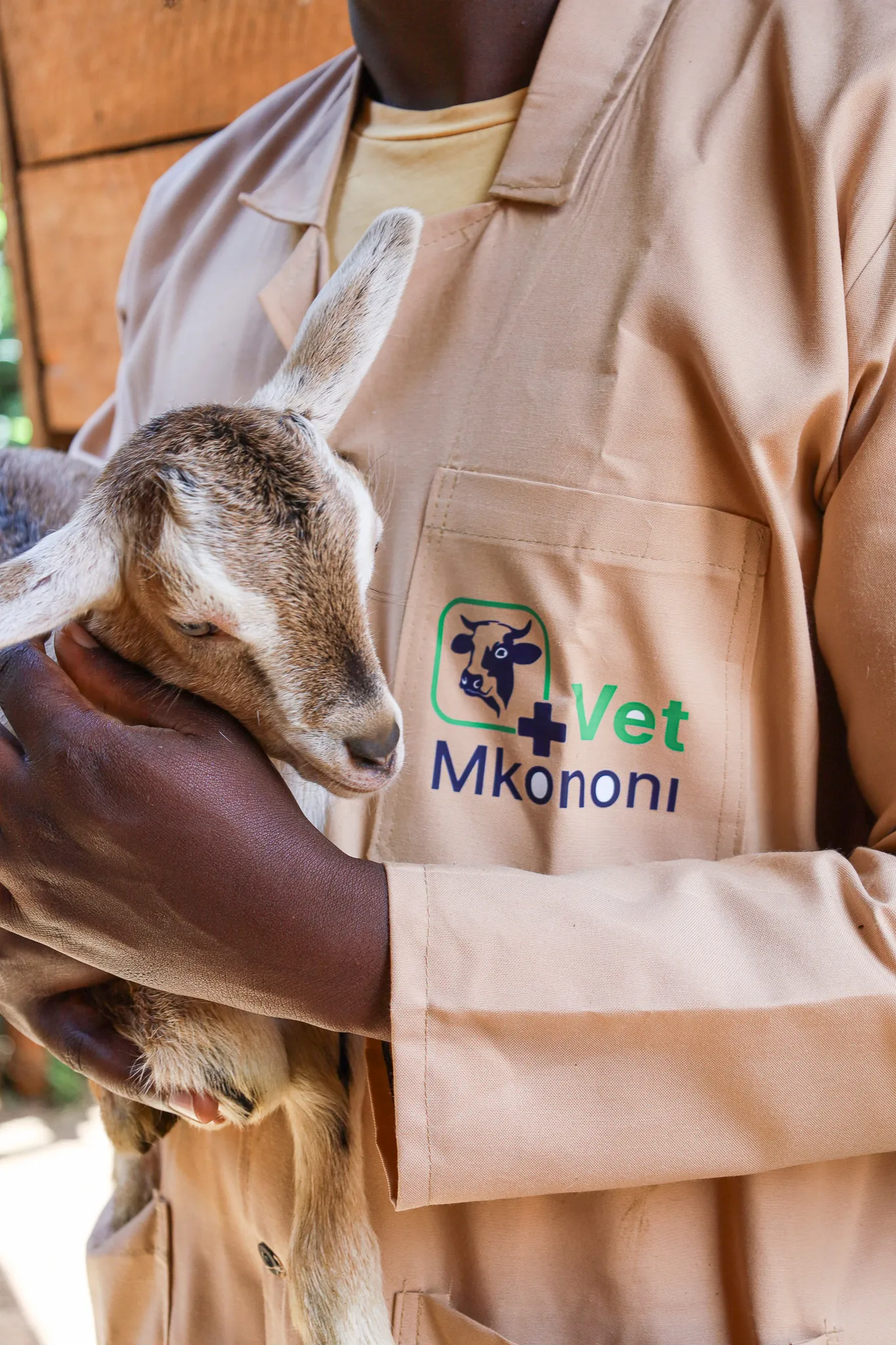 Veterinarian caring for a lamb in the field