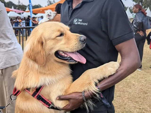 Pet owner with a golden retriever