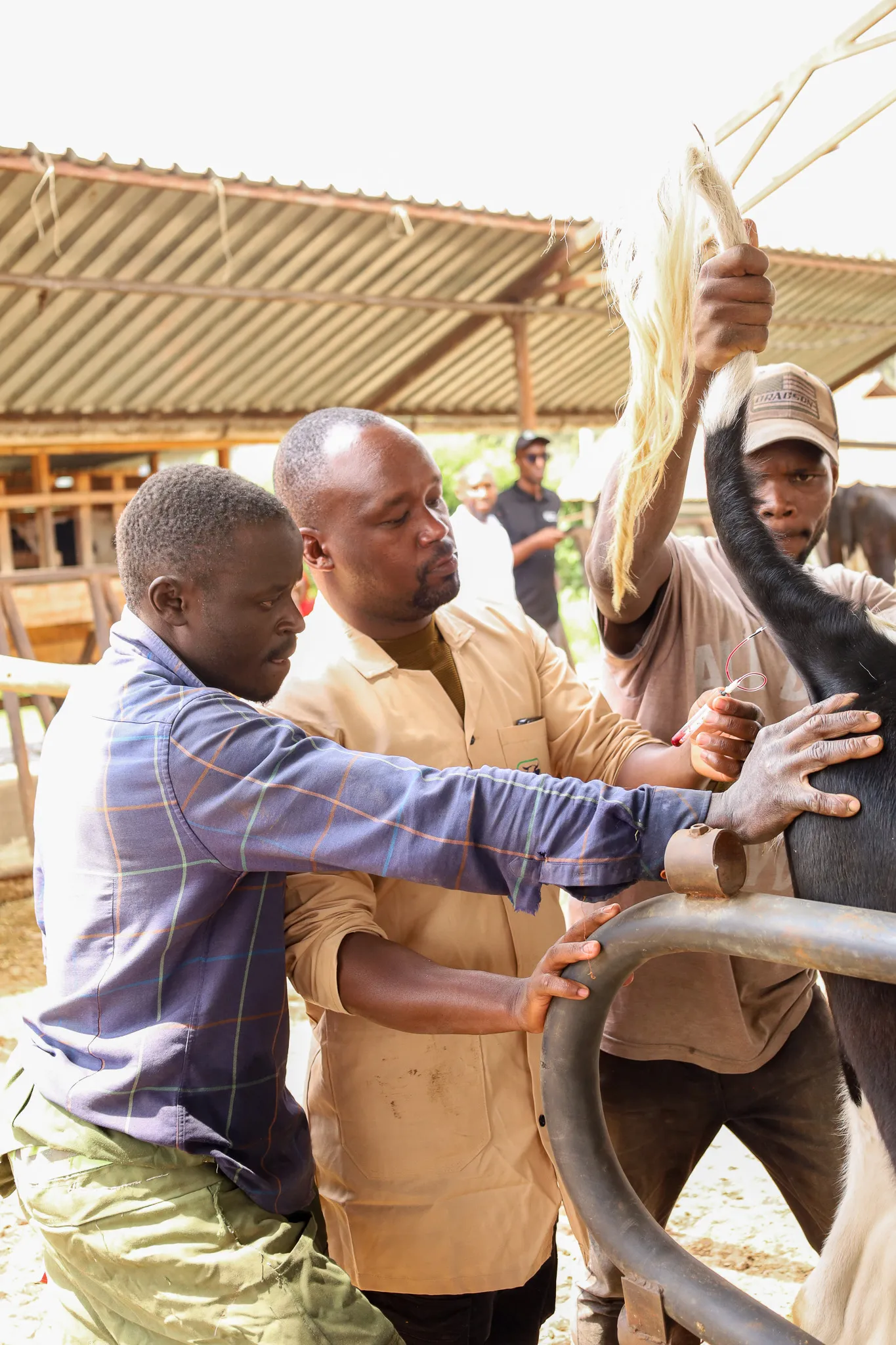 Veterinarian collecting a sample during a farm visit